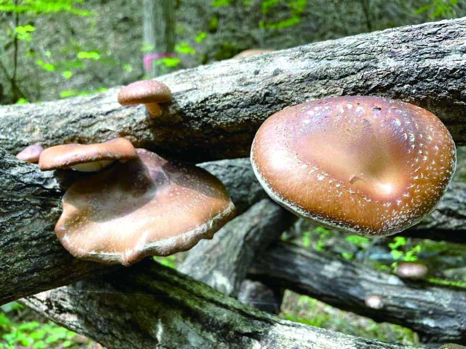 Mushroom Forest