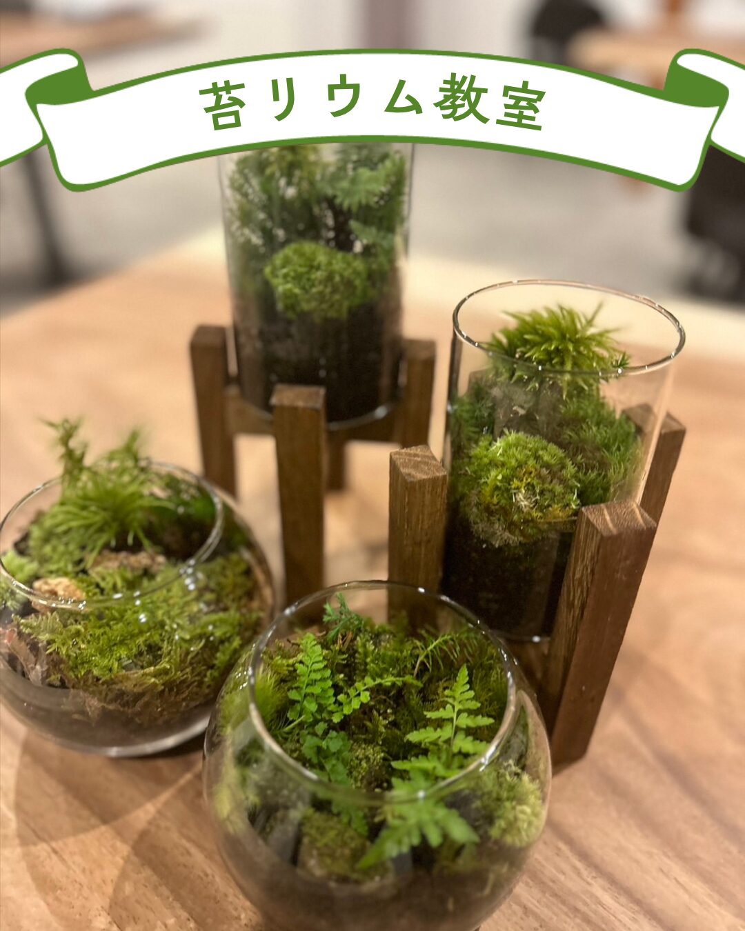 苔リウムの様子