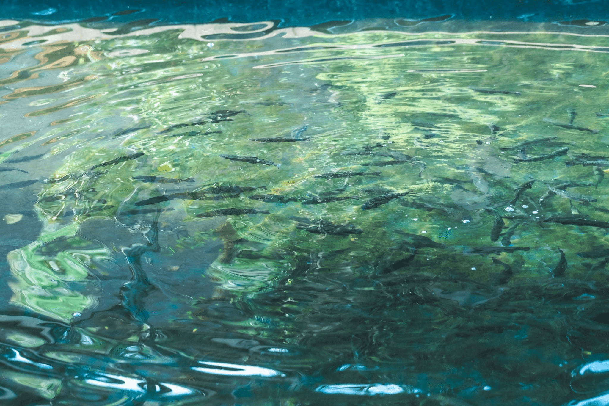 澄んだ水の中を泳ぐ魚